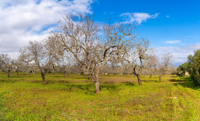 Obraz premium Mallorca, Spanien, Balearen, mandelblüte, Mittelmeer, Küste, majorca, espana,