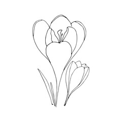 Set of crocuses in hand drawn style on an isolated white background.