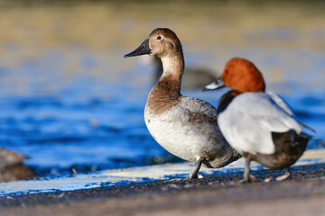 めったに見られない珍しい水鳥、カモの仲間オオホシハジロ