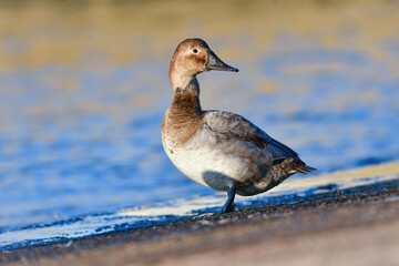 めったに見られない珍しい水鳥、カモの仲間オオホシハジロ