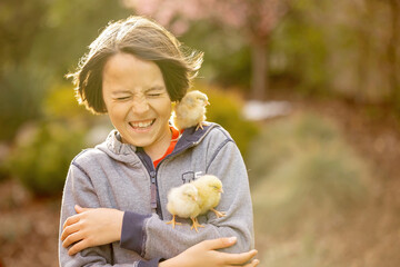 Cute sweet child, preteen boy, playing with little chicks in the park, baby chicks and kid .