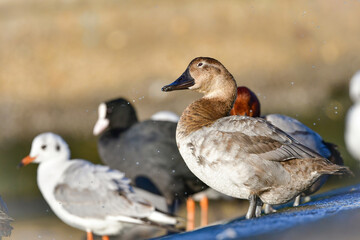 めったに見られない珍しい水鳥、カモの仲間オオホシハジロ
