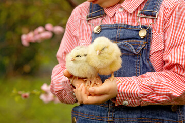 Cute sweet little blond child, toddler boy, playing with little chicks in the park, baby chicks and kid . © Tomsickova