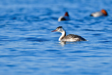 冬に湖や海辺で見られる白い羽が美しい水鳥、カンムリカイツブリ