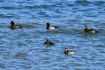 冬に海辺や湖にやってくるめったに見られない珍鳥のコスズガモ