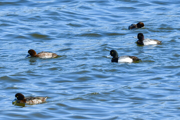 冬に海辺や湖にやってくるめったに見られない珍鳥のコスズガモ