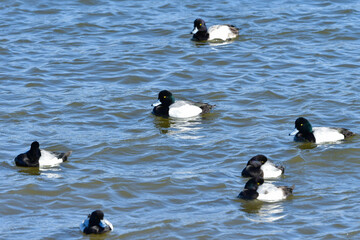 冬になると東京湾に大群で見られる渡り鳥、白黒の美しいスズガモ