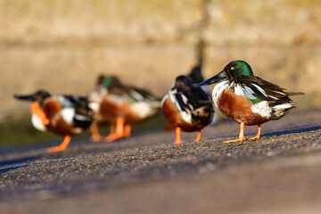 公園や川で冬に見られる、緑と白と茶色の鮮やかな美しいカモの仲間、ハシビロガモ
