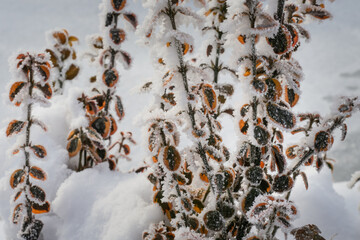 Plants in the garden covered by snow 
