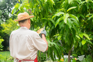 A happy and smiling Asian old elderly man is pruning twigs and flowers for a hobby after retirement in a home. Concept of a happy lifestyle and good health for seniors.