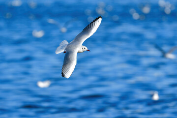 冬に海岸や水辺で見られる真っ白な水鳥、身近なユリカモメ