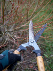Naklejka premium A gloved hand holds pruning shears and cut a bush branch.