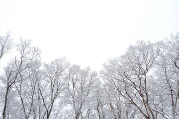 雪が積もる冬枯れの木々と冬空　雪景色素材