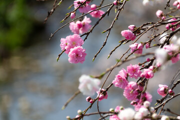 山茶花