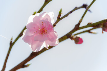 Fototapeta na wymiar 椿の花