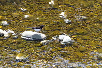 セグロセキレイ