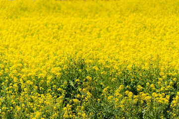 菜の花畑