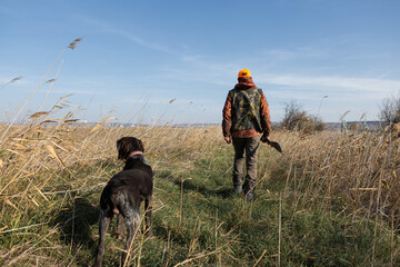 Mature man hunter with gun while walking on field with your dogs