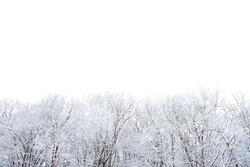 雪が積もる冬枯れの木々と冬空　雪景色素材