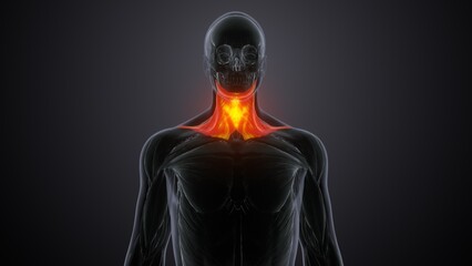 Platysma muscle anatomy .3d illustration
