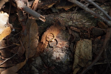 wedding couple rings on a pile of dry twigs and leaves. with the glare of the sun