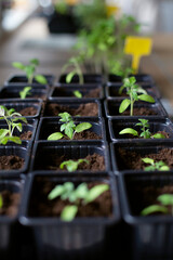 Vertical photo of yellow tag tomato seedlings. Seedlings of small tomatoes. Growing vegetables on the window.