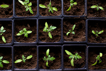 Beautiful small tomato seedling, top view. Tomato seedlings in black plastic containers