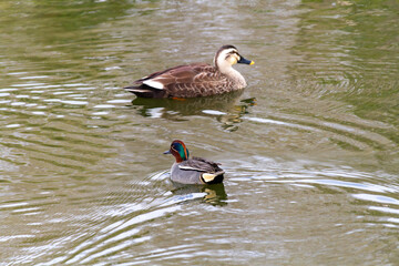 コガモとカルガモ