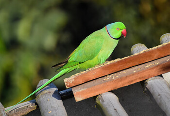 A Beautiful Bird Captivating Rose-Ringed Parakeet in Full Plumage, Green Parrot, Beautiful Parrot, Cute Parrot with Green Feathers and Red Beak