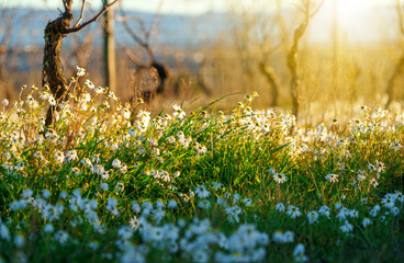 field of daisies in sunlight with focal point