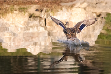 Male Mallard landing on the surface of a pond