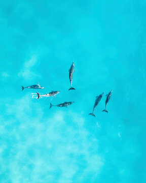 Aerial view of dolphins swimming along the coastline across the ocean waves.