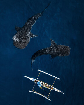 Aerial view of a person feeding with a catamaran boat a couple fo sharks in the Philippines.