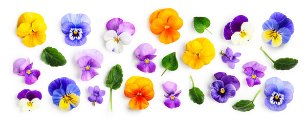 Spring viola pansy flowers collection isolated on white background.