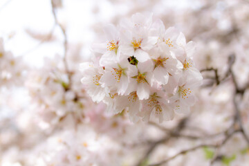 桜