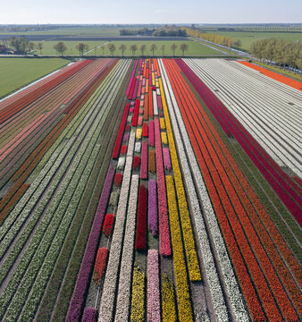 Aerial view of colourful agricultural field in Noordbeemster, North Holland, The Netherlands.