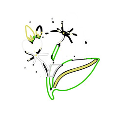 color line art of jasmine flower with transparent background