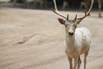 White deer with long horns