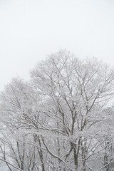 雪が積もる冬枯れの木々と冬空　雪の風景