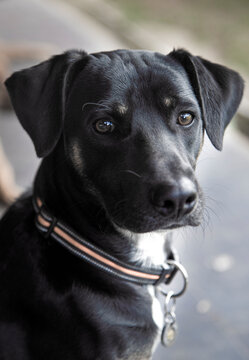 Perro criollo negro rescatado fondo desenfocado