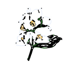 color line art of jasmine flower with transparent background