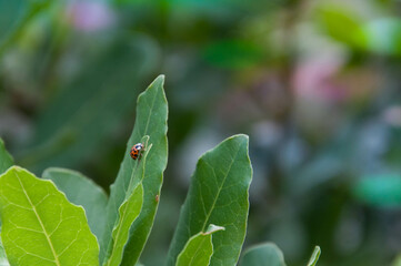 Ladybug on a green leaf in the garden. Macro shot.