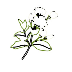 color line art of jasmine flower with transparent background