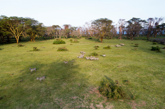 Aerial view of a dazzle of Zebra's in Kenya.