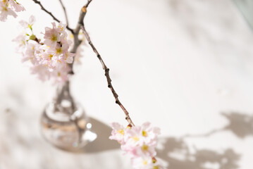 三色団子　花見