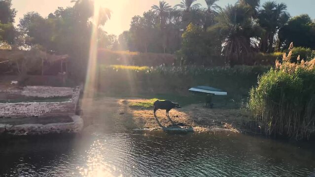 Beautiful sandy landmark of faluca traditional boat sailing in the Nile river bank with vegetation and sand mountains