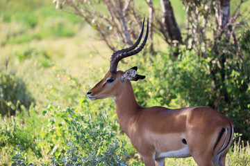 Naklejka na ściany i meble Impala in the Savannah of Kenya, Africa