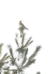 On the top, the Fieldfare under snowflakes (Turdus pilaris)