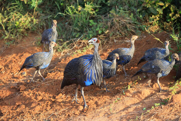 Vulturine Guineafowl - Geierperlhuhn - in Tsavo East Nationalpark, Kenya, Africa