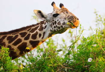 Fototapeta premium Massai-Giraffe in Tsavo East National Park, Kenya, Africa